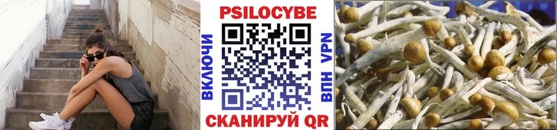 Галлюциногенные грибы Psilocybe Купить где Курлово